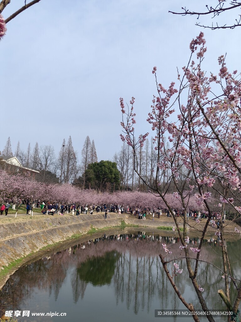 樱花