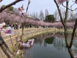 湖面