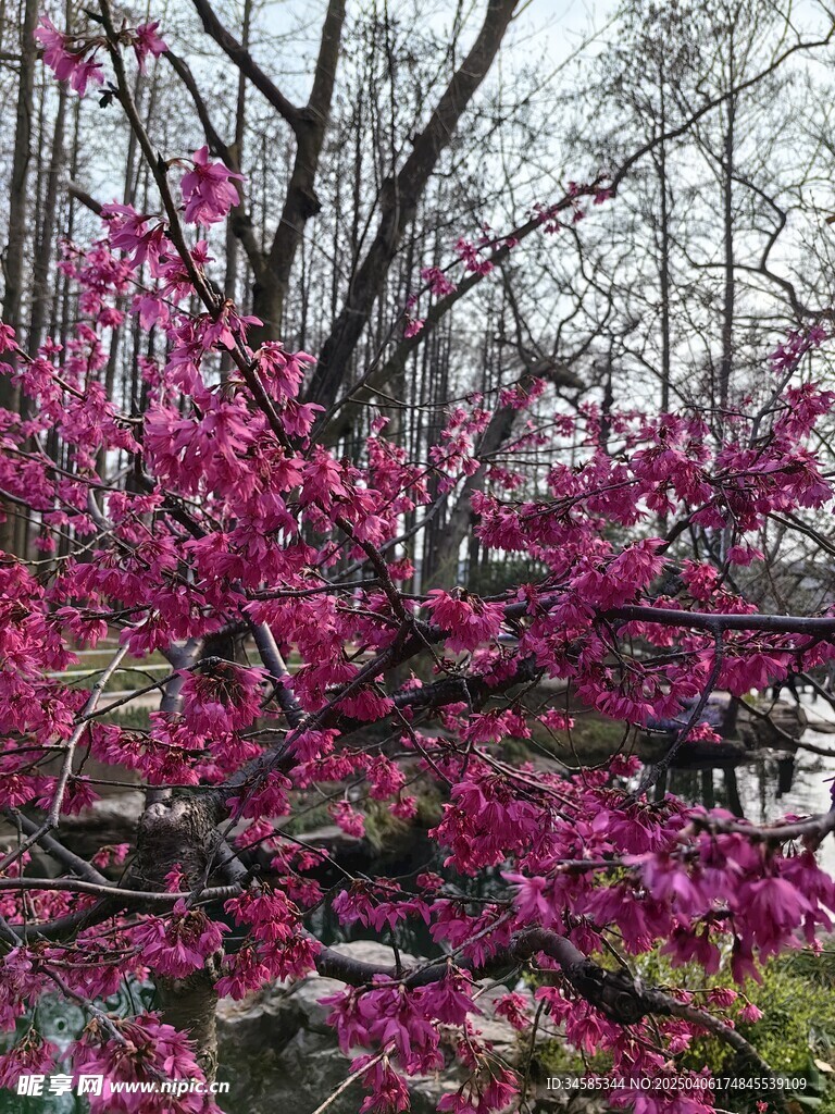 红色小花