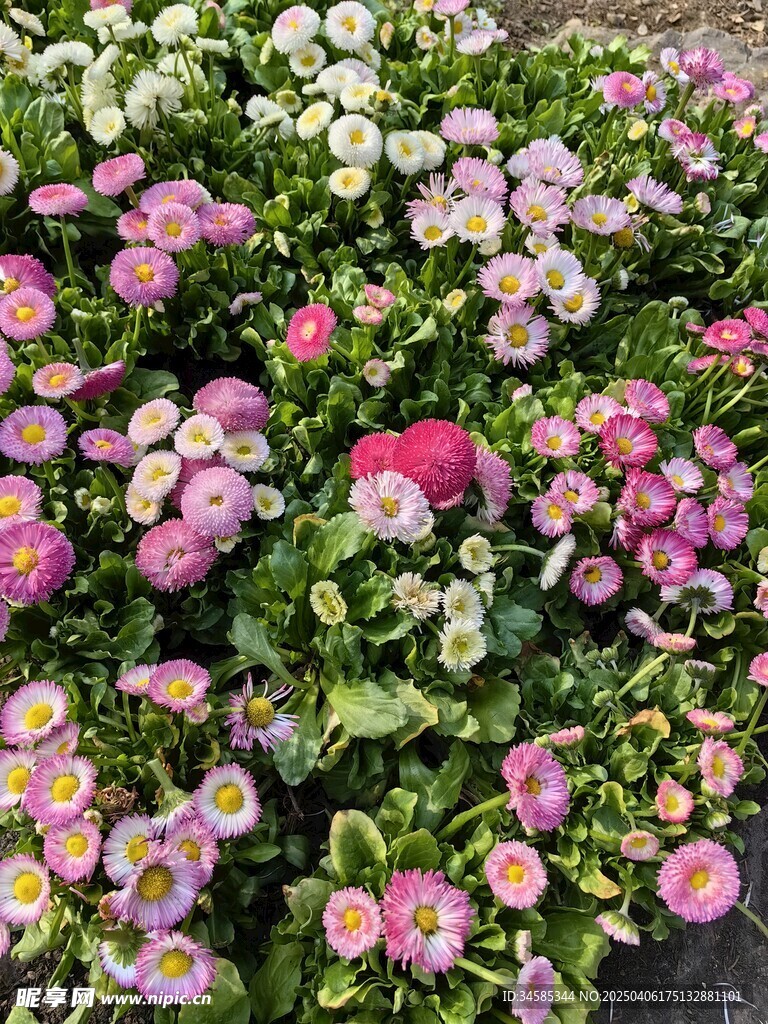 小花一朵朵