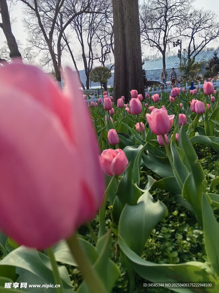 郁金香