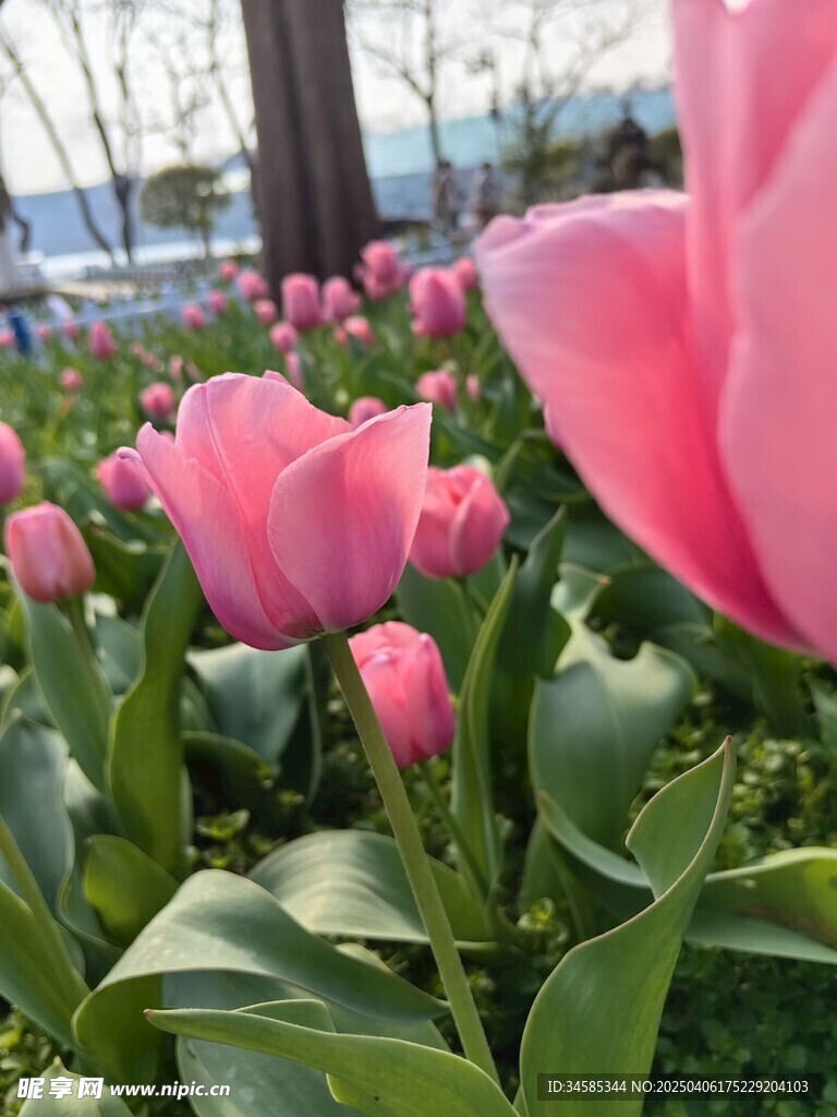 郁金香