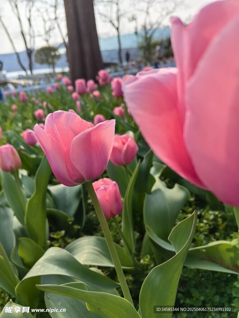郁金香