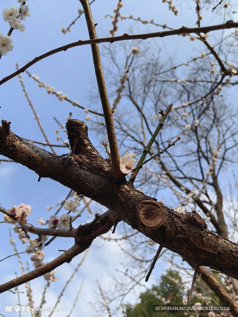 树枝