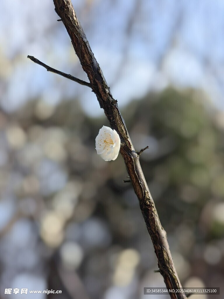 梅花