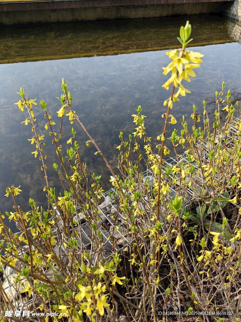 迎春花