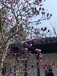 玉兰花