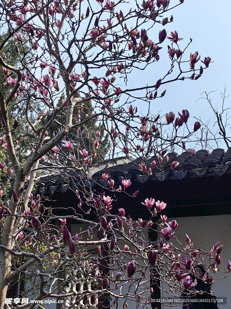 玉兰花