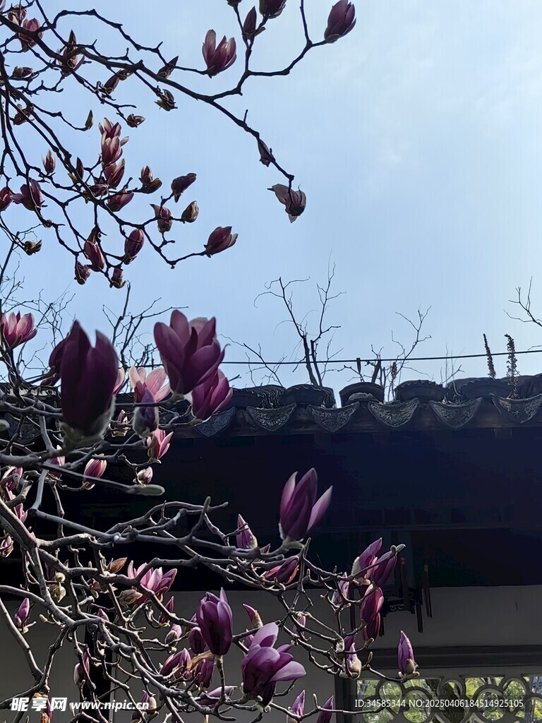 玉兰