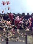 玉兰花