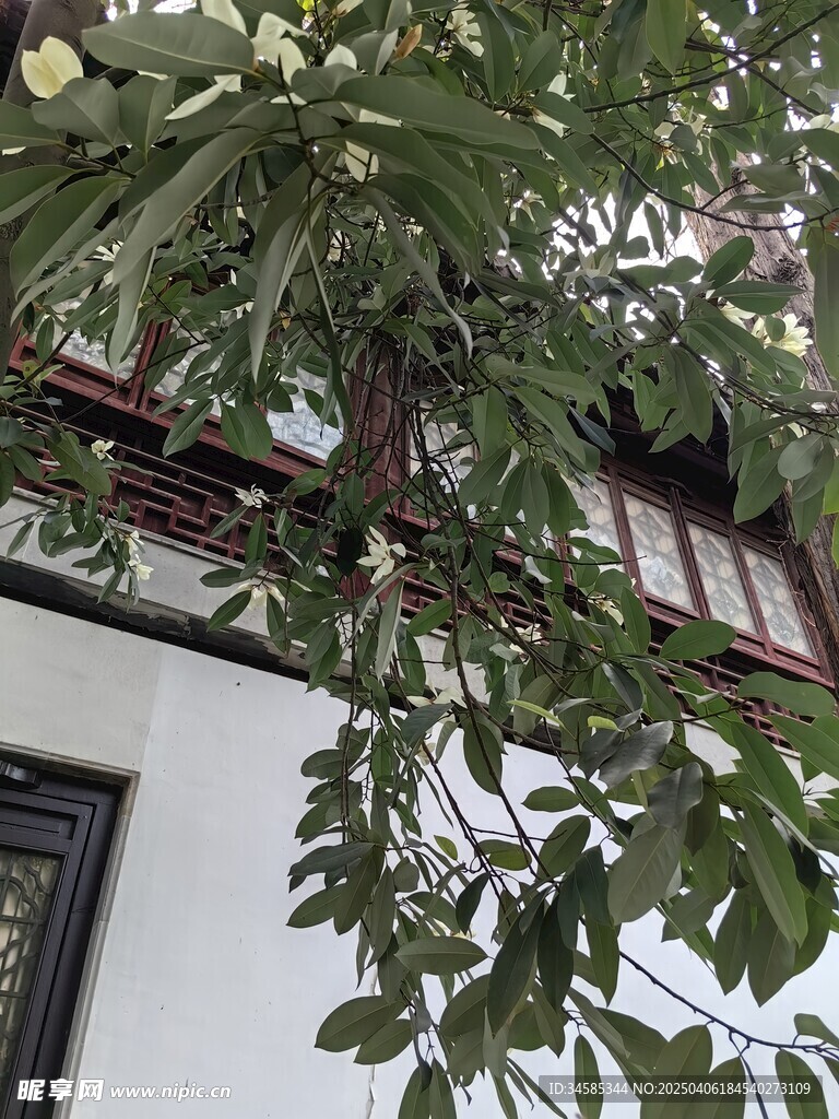 树叶