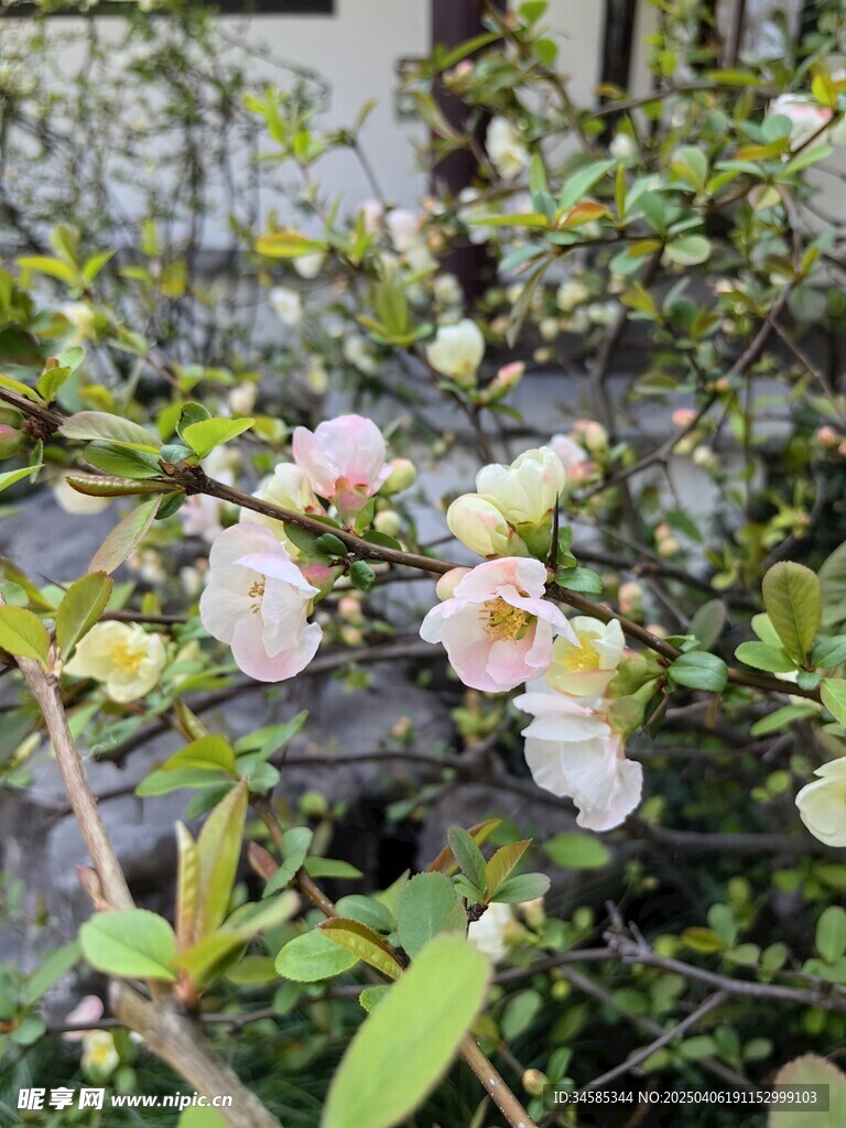 海棠