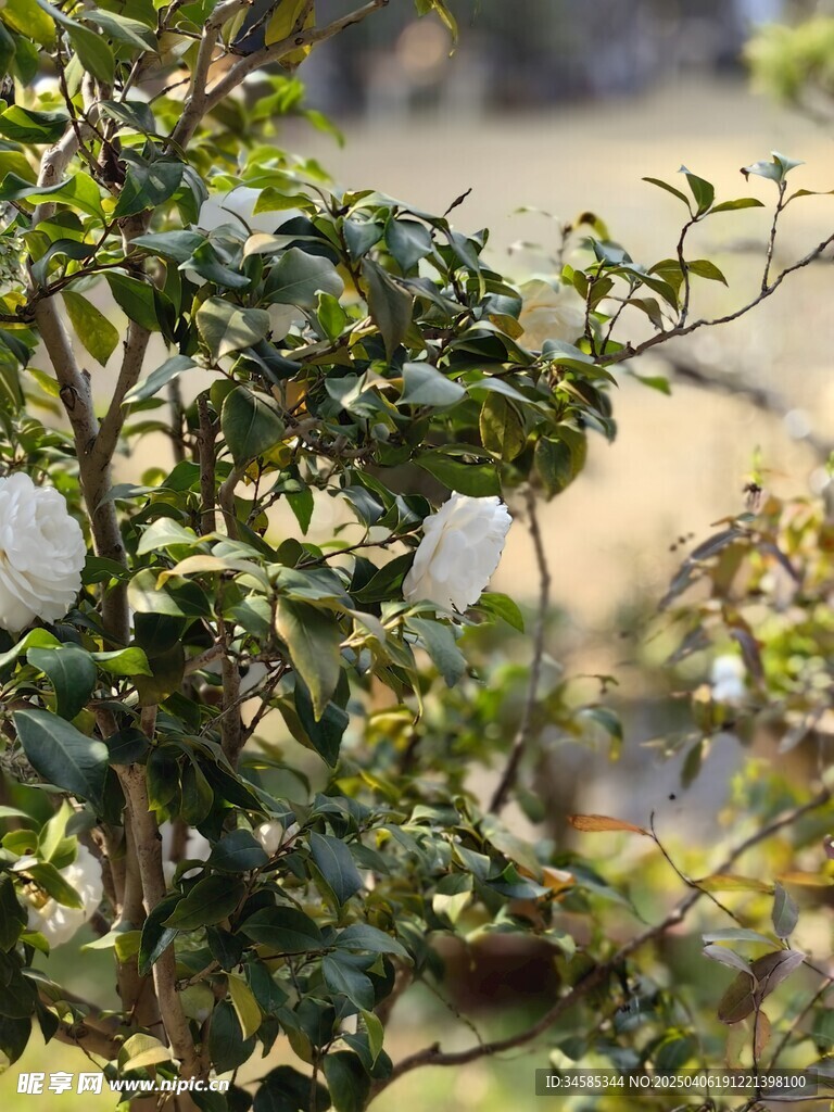 白茶花