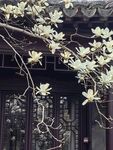 玉兰花