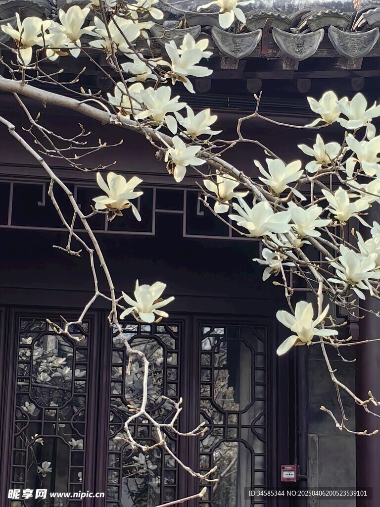 玉兰花