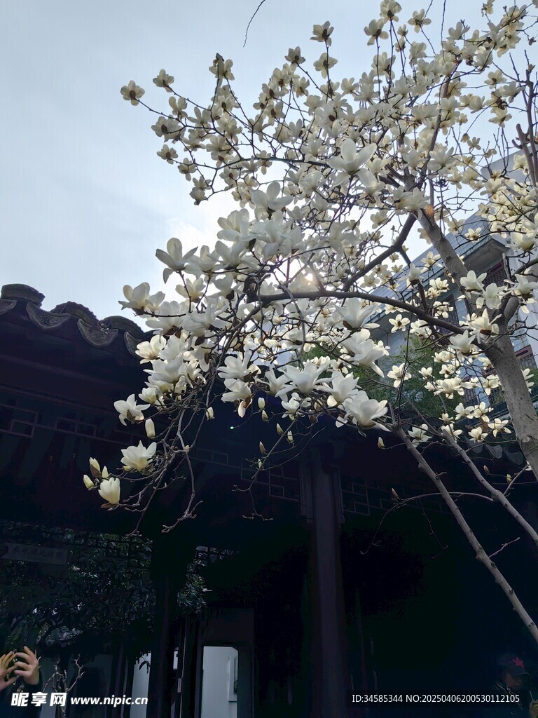 玉兰花