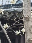 树干