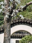 玉兰