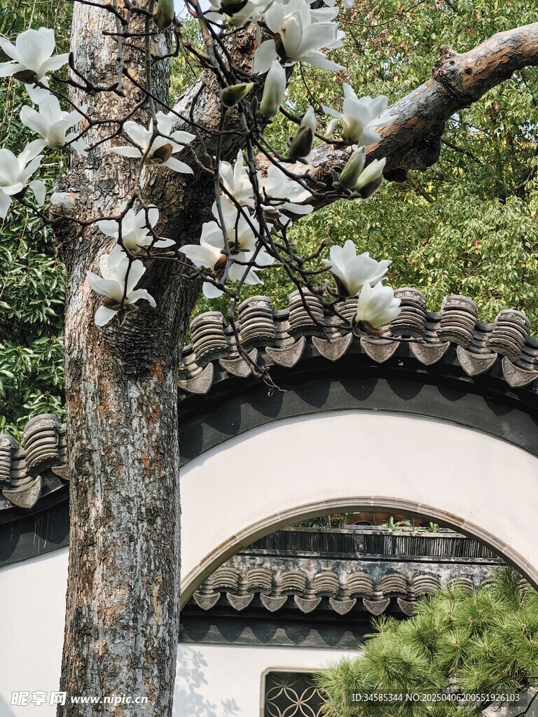 玉兰