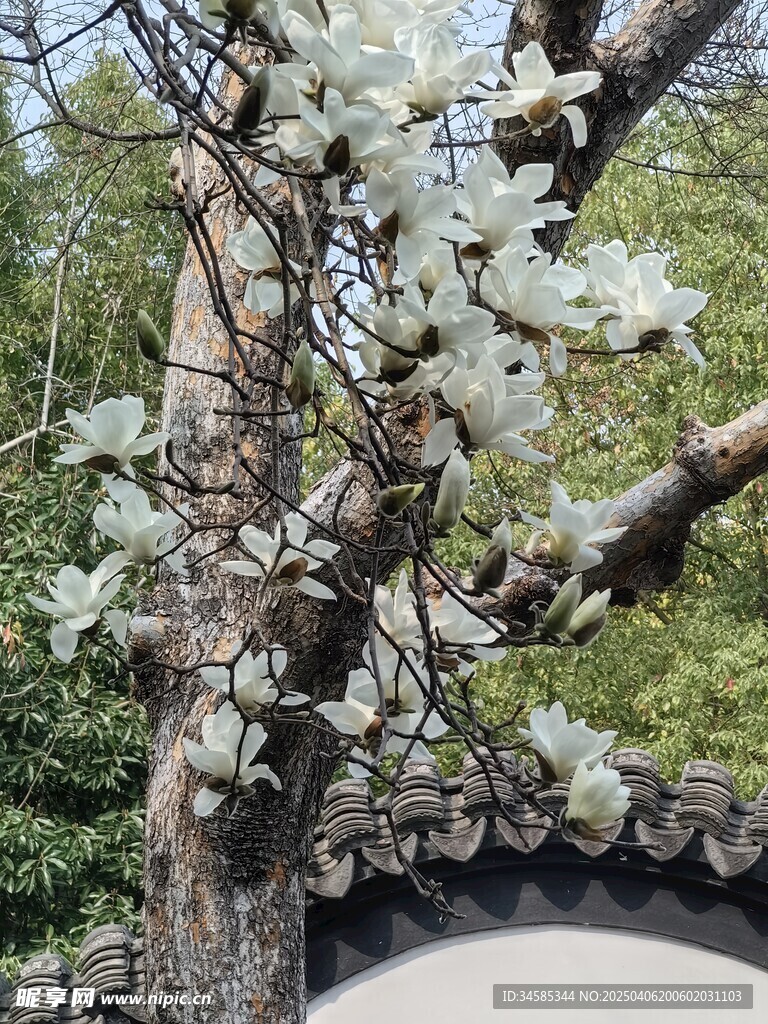 玉兰