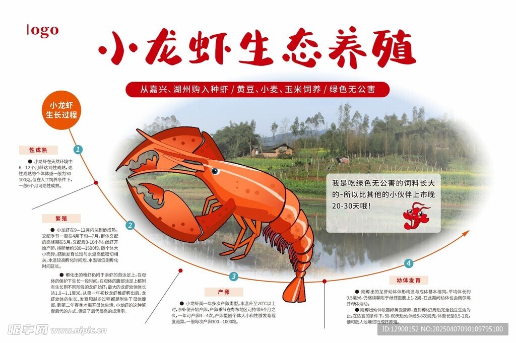 小龙虾生态养殖地