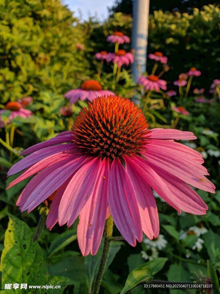 松果菊