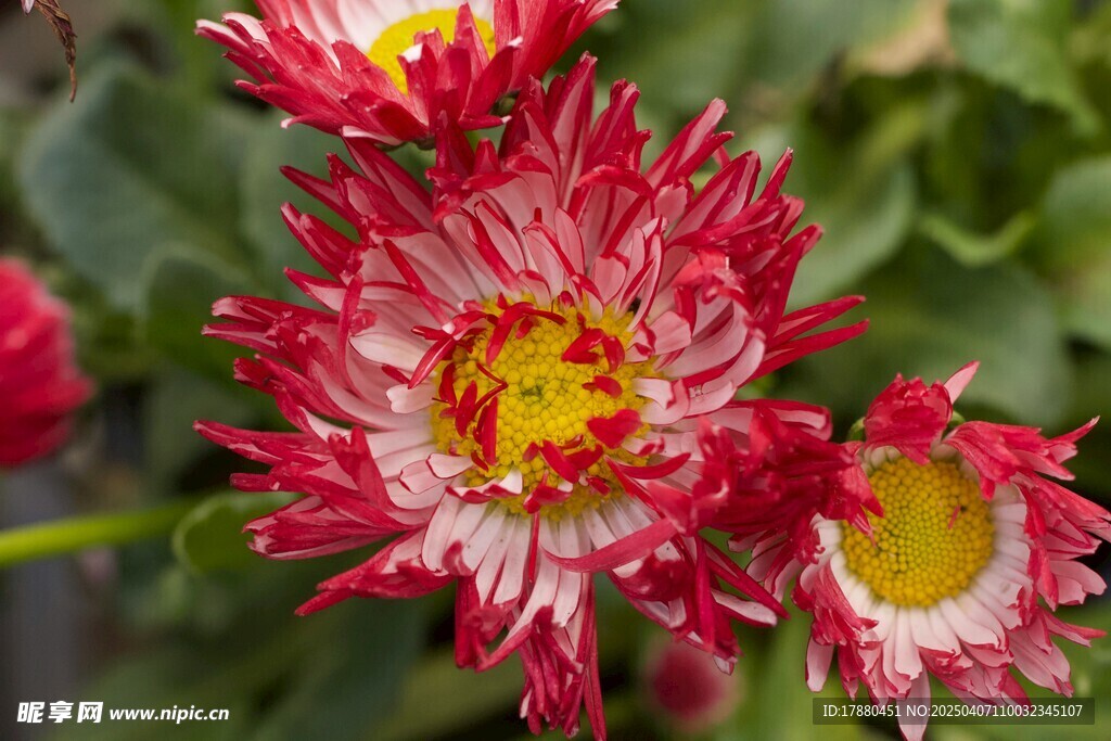 菊花