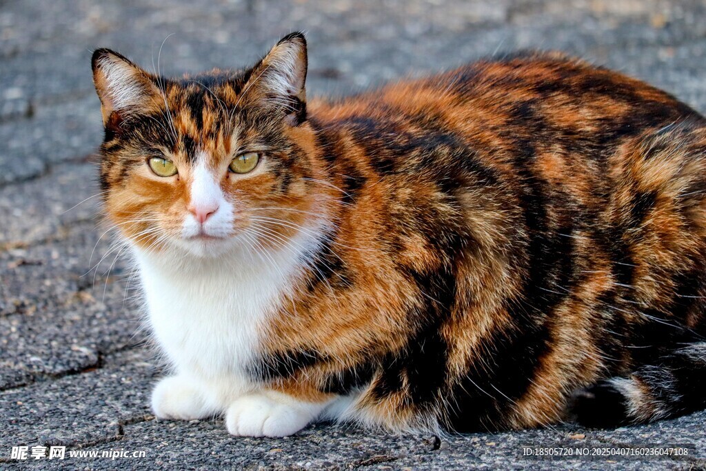 猫