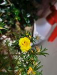 太阳花