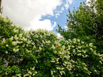 丁香花