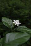 茉莉
