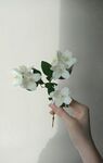 茉莉