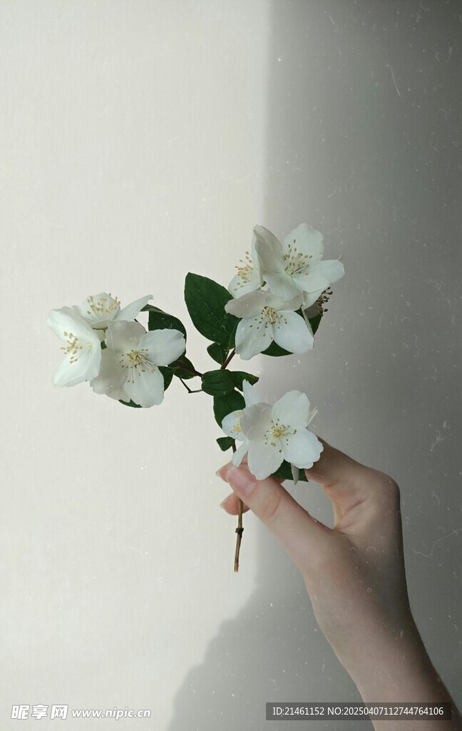 茉莉