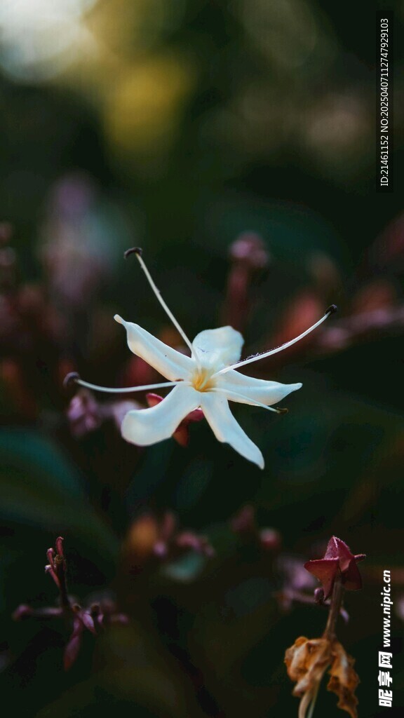 茉莉