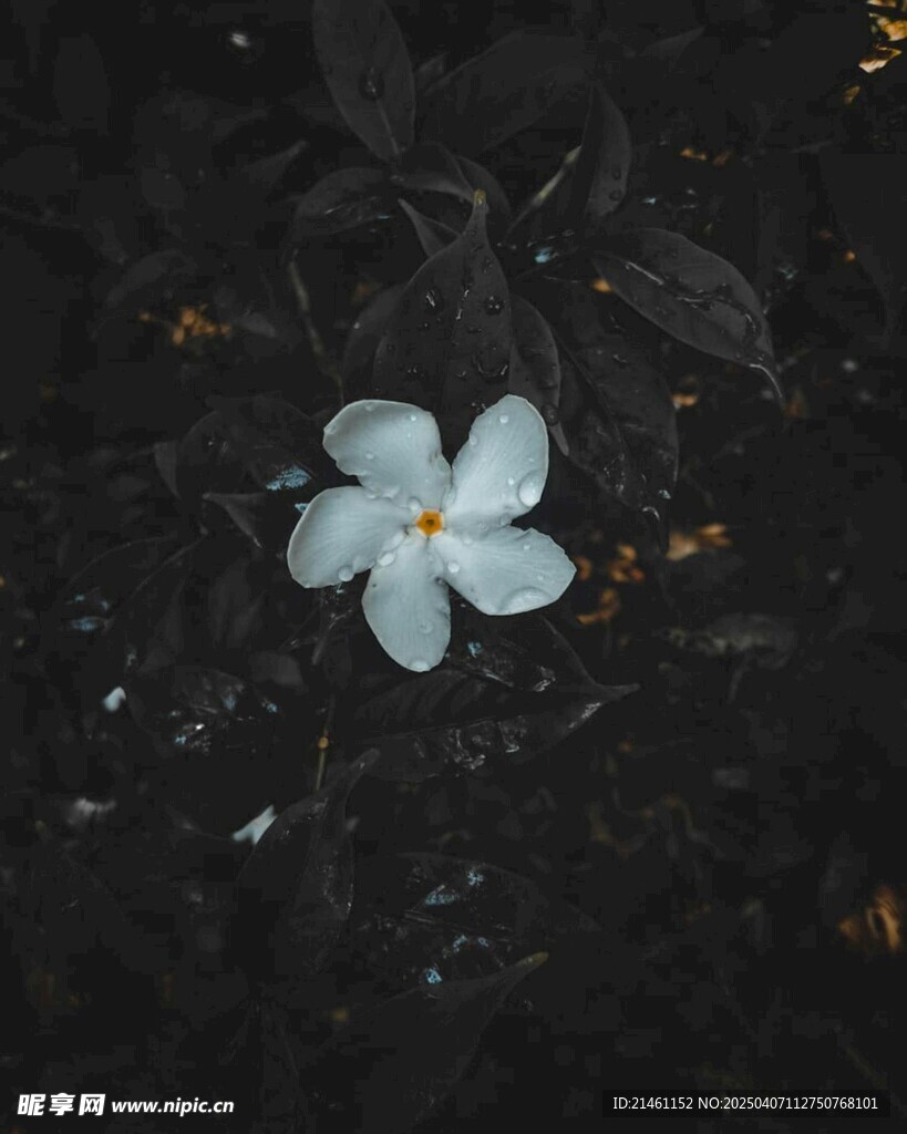 茉莉