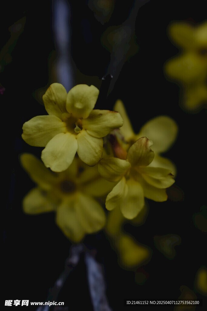 茉莉