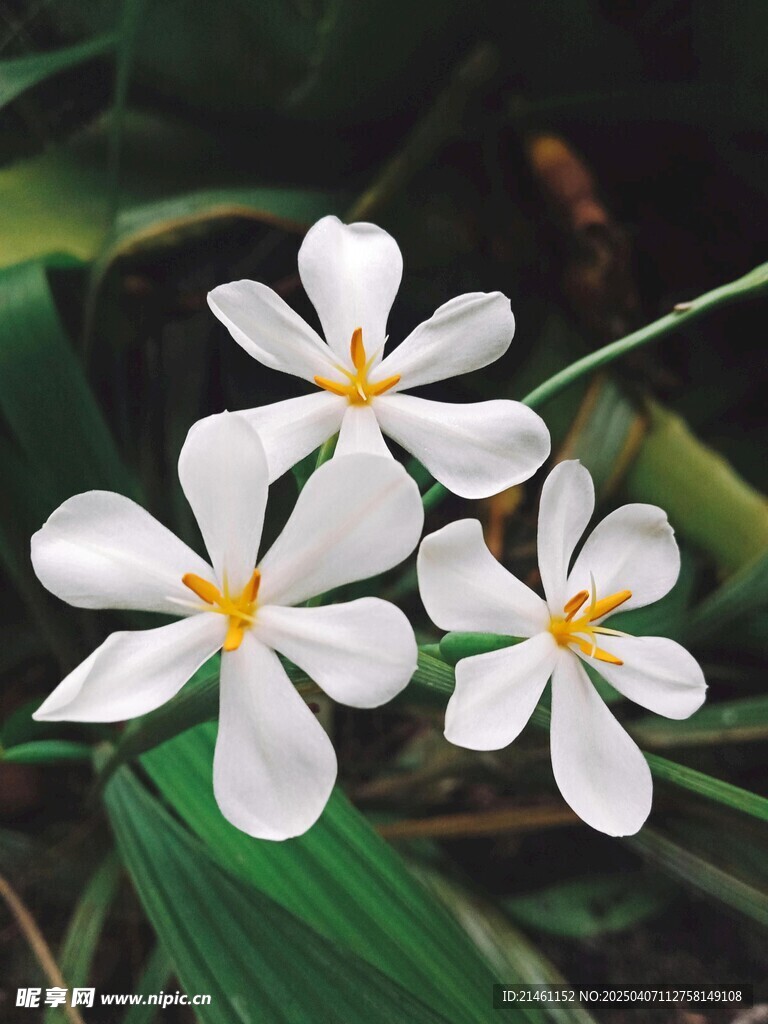 茉莉
