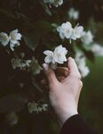 茉莉