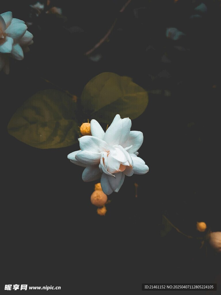 茉莉