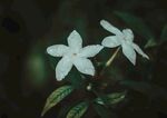 茉莉