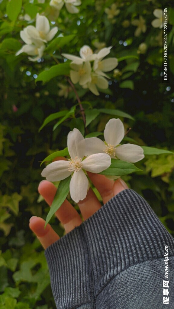 茉莉