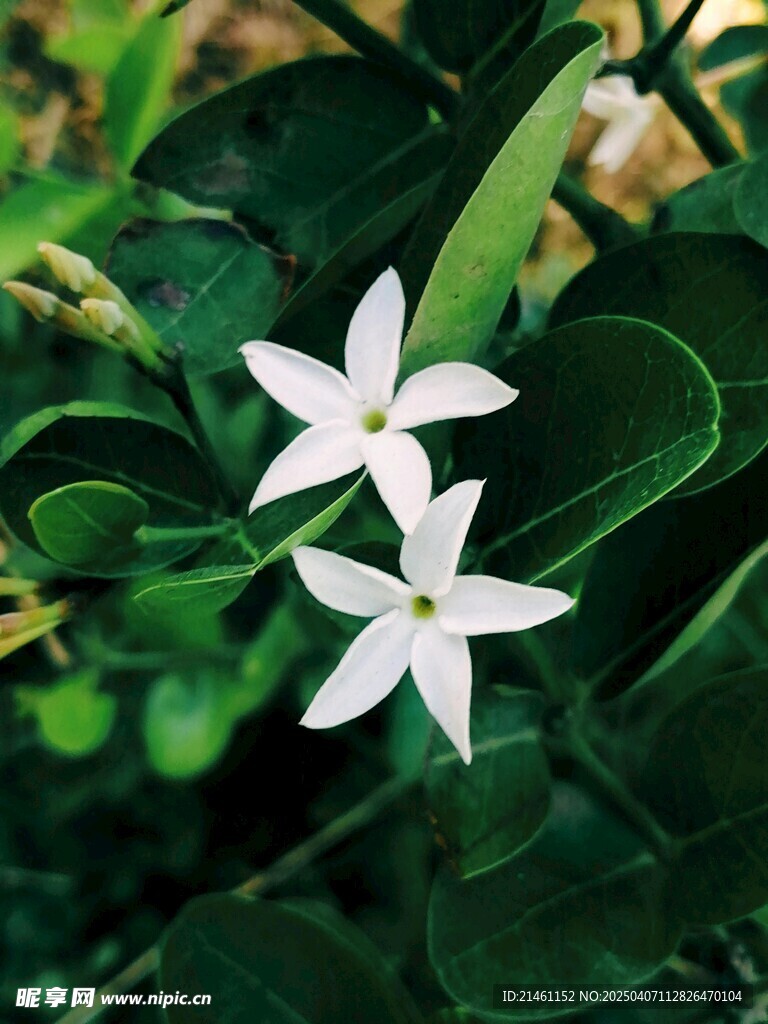 茉莉