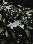 茉莉