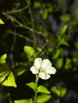 茉莉