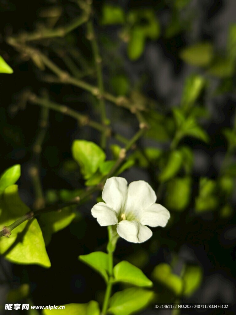 茉莉