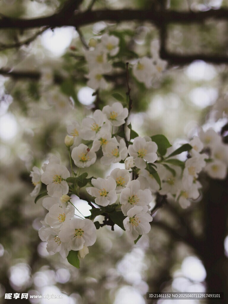 茉莉