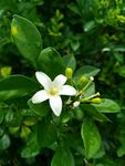 茉莉