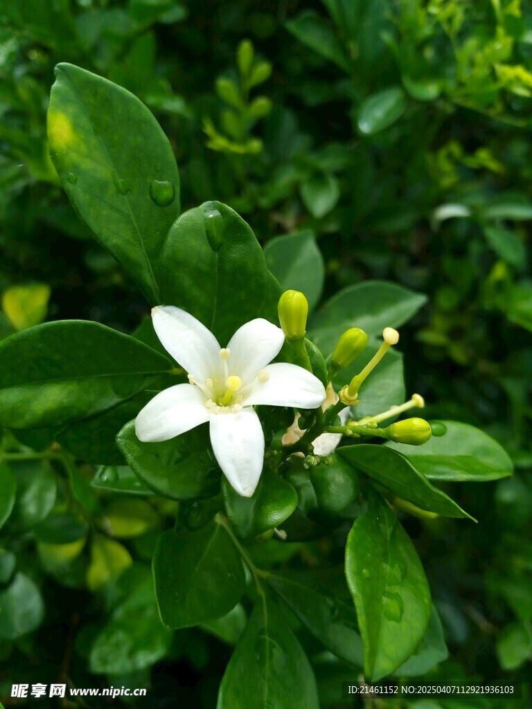 茉莉