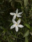 茉莉