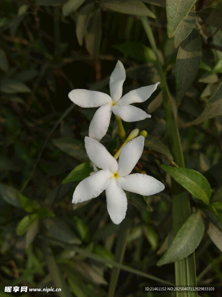 茉莉